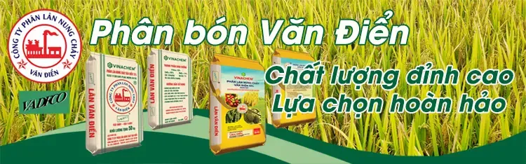 Sản phẩm phan bon mien nam — Tập Đoàn Hóa Chất Việt Nam — MST 0100100061