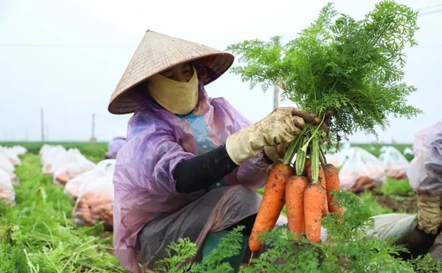Sản phẩm Picture1 — Công Ty Cổ Phần Phân Lân Nung Chảy Văn Điển — MST 0100103143