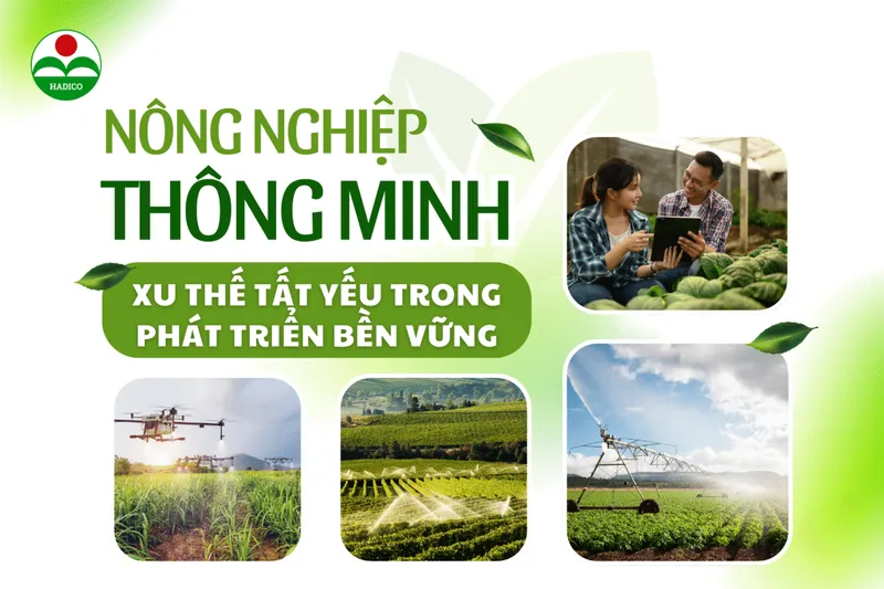 Sản phẩm Thumb bai viet 1200x800 — Công Ty TNHH MTV Đầu Tư Và Phát Triển Nông Nghiệp Hà Nội — MST 0100103305