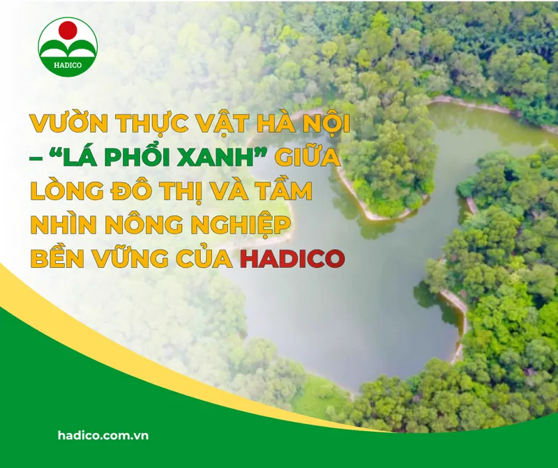 Sản phẩm Vuon Thuc vat Ha Noi – La phoi xanh giua long do thi va tam nhin nong nghiep ben vung cua HADICO — Công Ty TNHH MTV Đầu Tư Và Phát Triển Nông Nghiệp Hà Nội — MST 0100103305
