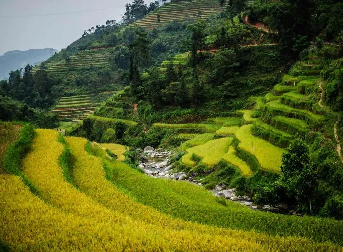 Sản phẩm hoang su phi ha giang 1 680x500 — Công Ty Cổ Phần Du Lịch Và Thương Mại Quốc Tế Vinatour — MST 0100106828
