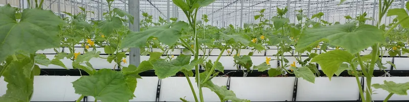 Sản phẩm 14 1600x400 — Công Ty TNHH Tưới Được Mùa — MST 0100519906