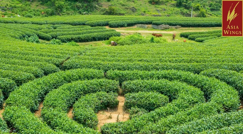 Sản phẩm TourMocChau — Công Ty TNHH Đôi Cánh á Châu — MST 0100777008