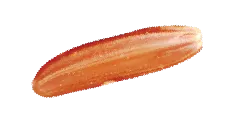 Sản phẩm seed 15 — Công Ty TNHH Thanh An — MST 0100819096