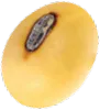Sản phẩm seed 21 — Công Ty TNHH Thanh An — MST 0100819096