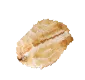 Sản phẩm seed 28 — Công Ty TNHH Thanh An — MST 0100819096