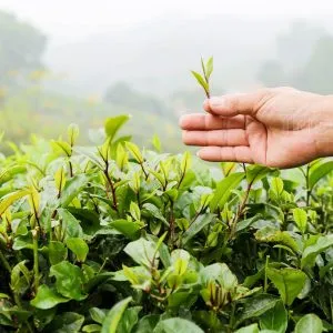 Sản phẩm Che trung du tim 300x300 — Công Ty TNHH An Phú — MST 0100987090