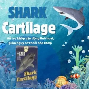 Sản phẩm shark cartilage 60 vien 300x300 — Thực Phẩm Chức Năng Trang Ly - Công Ty TNHH Thương Mại Dược Phẩm Trang Ly — MST 0101149091