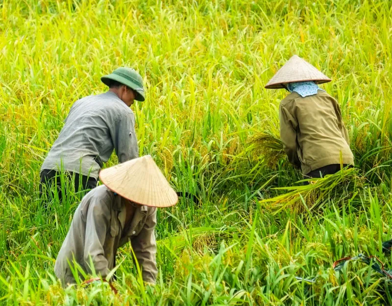 Sản phẩm page_nong_nghiep — Công Ty TNHH Hoa San — MST 0101311026