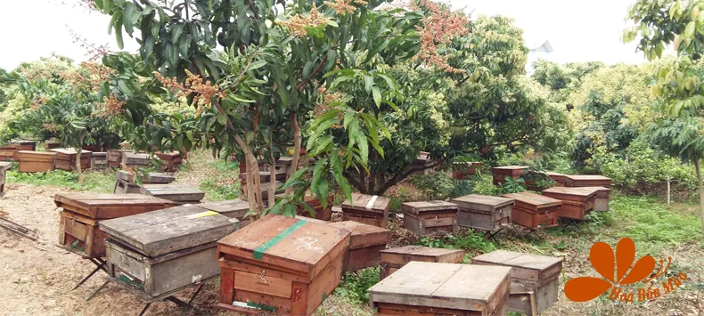 Sản phẩm anh 1 — Mật Ong Hoa Bốn Mùa - Hộ Kinh Doanh Cơ Sở Mật Ong Hoa Bốn Mùa — MST 0101406750