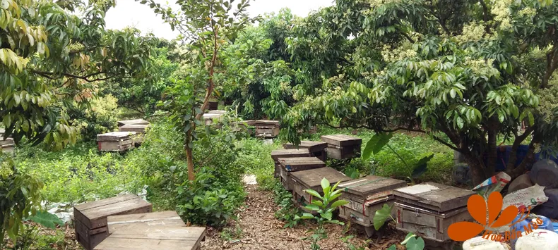 Sản phẩm anh 6 — Mật Ong Hoa Bốn Mùa - Hộ Kinh Doanh Cơ Sở Mật Ong Hoa Bốn Mùa — MST 0101406750