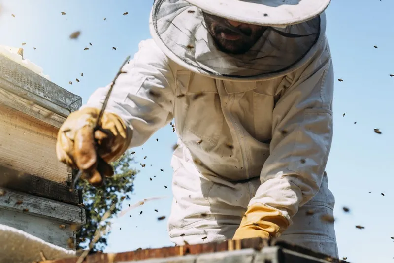 Sản phẩm beekeeper working collect honey  — Mật Ong Hoa Bốn Mùa - Hộ Kinh Doanh Cơ Sở Mật Ong Hoa Bốn Mùa — MST 0101406750