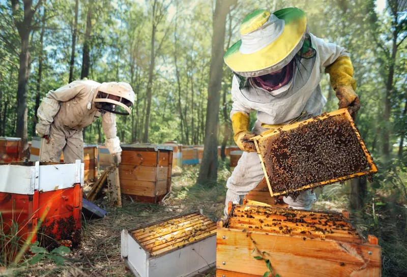 Sản phẩm beekeepers inspect the hives in the forest apiary  — Mật Ong Hoa Bốn Mùa - Hộ Kinh Doanh Cơ Sở Mật Ong Hoa Bốn Mùa — MST 0101406750