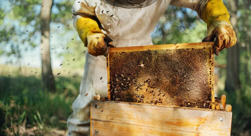 Sản phẩm the beekeeper pulls out a frame with honey from the beehive  — Mật Ong Hoa Bốn Mùa - Hộ Kinh Doanh Cơ Sở Mật Ong Hoa Bốn Mùa — MST 0101406750