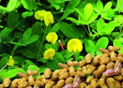 Sản phẩm cach bon phan cho cay lac — Công Ty TNHH Dịch Vụ Thành Mỹ — MST 0101626643