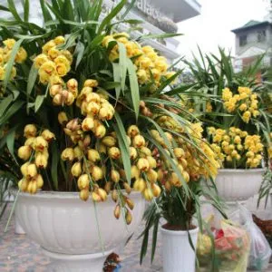 Sản phẩm dia lan ru 300x300 — Công Ty Cổ Phần Cây Xanh Tiến Đức — MST 0101660316