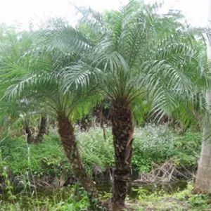 Sản phẩm cha la copy 300x300 — Công Ty Cổ Phần Cây Xanh Tiến Đức — MST 0101660316