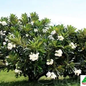 Sản phẩm cây đại 300x300 — Công Ty Cổ Phần Cây Xanh Tiến Đức — MST 0101660316