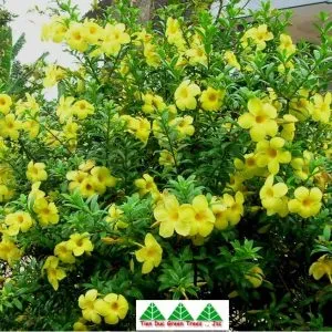 Sản phẩm huỳnh anh 1 300x300 — Công Ty Cổ Phần Cây Xanh Tiến Đức — MST 0101660316