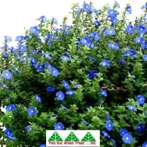 Sản phẩm thanh tú 300x300 — Công Ty Cổ Phần Cây Xanh Tiến Đức — MST 0101660316