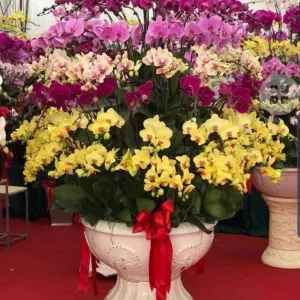 Sản phẩm 2 300x300 — Công Ty Cổ Phần Cây Xanh Tiến Đức — MST 0101660316