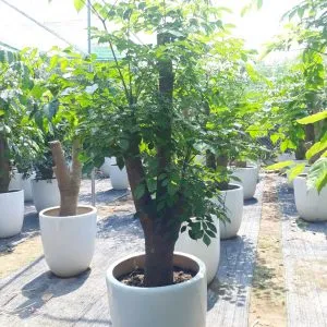 Sản phẩm hạnh phúc gốc 300x300 — Công Ty Cổ Phần Cây Xanh Tiến Đức — MST 0101660316