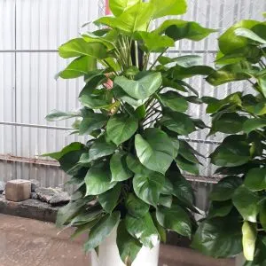 Sản phẩm vạn niên thanh cột 300x300 — Công Ty Cổ Phần Cây Xanh Tiến Đức — MST 0101660316