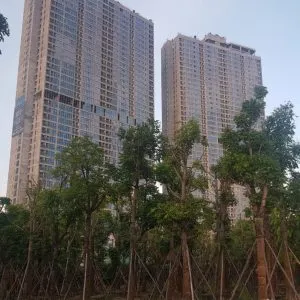 Sản phẩm z2711857023277_b3c7556c7990478b86fc0bba7f99e1a3 300x300 — Công Ty Cổ Phần Cây Xanh Tiến Đức — MST 0101660316