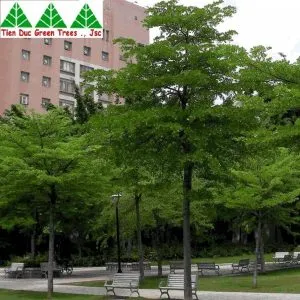 Sản phẩm 3 300x300 — Công Ty Cổ Phần Cây Xanh Tiến Đức — MST 0101660316