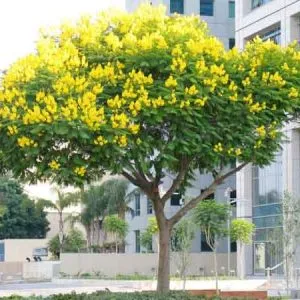Sản phẩm chuong vang 04 300x300 — Công Ty Cổ Phần Cây Xanh Tiến Đức — MST 0101660316