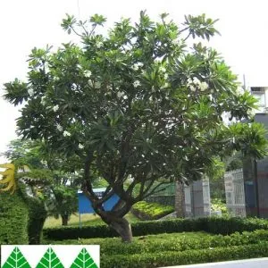Sản phẩm cây sứ trắng 300x300 — Công Ty Cổ Phần Cây Xanh Tiến Đức — MST 0101660316