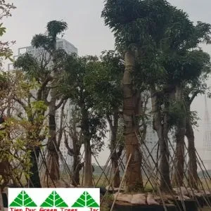 Sản phẩm cây xoài 300x300 — Công Ty Cổ Phần Cây Xanh Tiến Đức — MST 0101660316