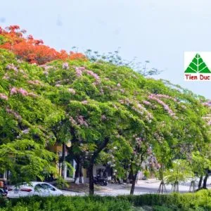 Sản phẩm dam duoi ngam nhin sac hong muong hoa dao o xu hue bb baaacPogL3 300x300 — Công Ty Cổ Phần Cây Xanh Tiến Đức — MST 0101660316