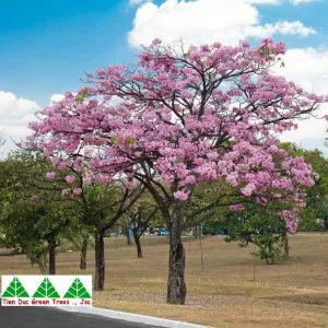 Sản phẩm ken hong 3 300x300 — Công Ty Cổ Phần Cây Xanh Tiến Đức — MST 0101660316