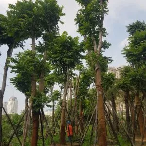 Sản phẩm z2756926355034_9596761f95e07c89bbb1214b0be1148b 300x300 — Công Ty Cổ Phần Cây Xanh Tiến Đức — MST 0101660316