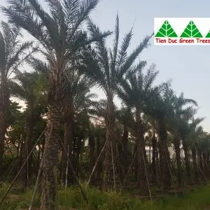 Sản phẩm z2758631037538_d71ff88b91531762648bb74f0e21d48c 300x300 — Công Ty Cổ Phần Cây Xanh Tiến Đức — MST 0101660316