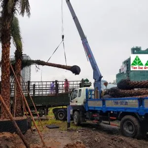 Sản phẩm z2758676372755_2d895f1f5ad834c5b8823e26c9e0e338 300x300 — Công Ty Cổ Phần Cây Xanh Tiến Đức — MST 0101660316