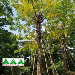 Sản phẩm z2760341241985_5d0b23f2ecd45add62d69909b833b764 300x300 — Công Ty Cổ Phần Cây Xanh Tiến Đức — MST 0101660316