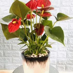 Sản phẩm tiểu hồng môn 300x300 — Công Ty Cổ Phần Cây Xanh Tiến Đức — MST 0101660316