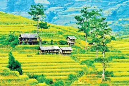 Sản phẩm Mu cang Chai1 Postum2024 2 450x300 — Công Ty Cổ Phần Du Lịch Và Thương Mại Hải Đăng — MST 0101731119