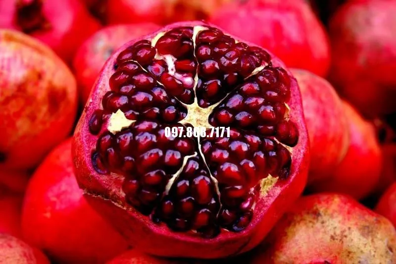 Sản phẩm lựu lùn ấn độ 7 — Trang Trại SX Cây Giống Xuân Khương — MST 0101925731