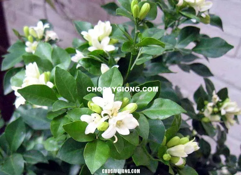 Sản phẩm cây nguyệt quế — Trang Trại SX Cây Giống Xuân Khương — MST 0101925731