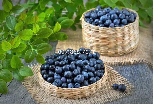 Sản phẩm QUA VIET QUAT 1 — Trang Trại SX Cây Giống Xuân Khương — MST 0101925731