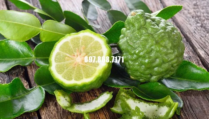 Sản phẩm chanh thái 9 — Trang Trại SX Cây Giống Xuân Khương — MST 0101925731