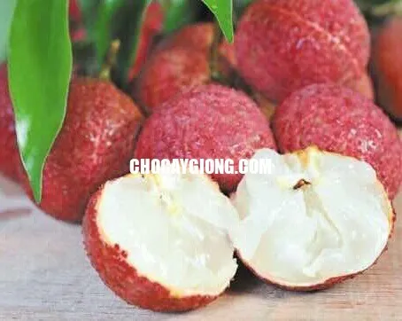 Sản phẩm vải không hạt 2 — Trang Trại SX Cây Giống Xuân Khương — MST 0101925731