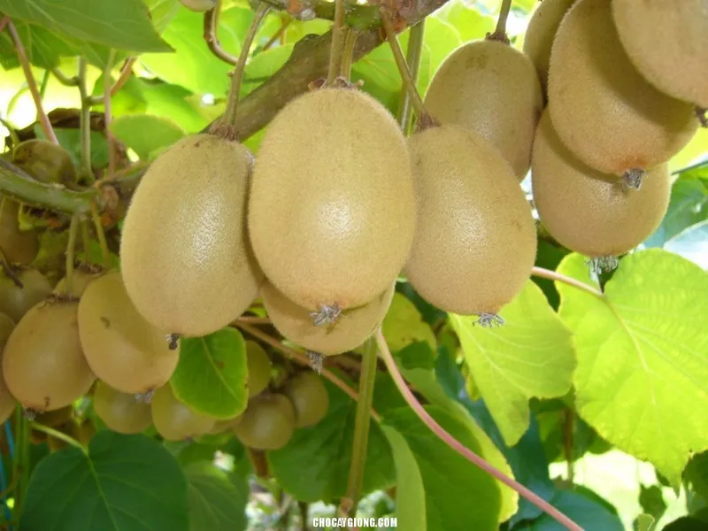 Sản phẩm cây kiwi 2 1024x768 — Trang Trại SX Cây Giống Xuân Khương — MST 0101925731