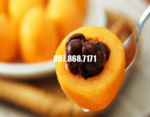 Sản phẩm cây biwa 3 — Trang Trại SX Cây Giống Xuân Khương — MST 0101925731