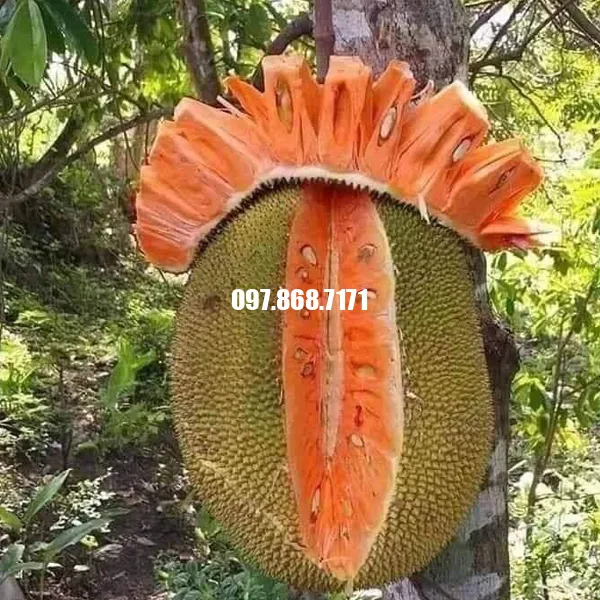 Sản phẩm mit ruot do indonesia 1 — Trang Trại SX Cây Giống Xuân Khương — MST 0101925731