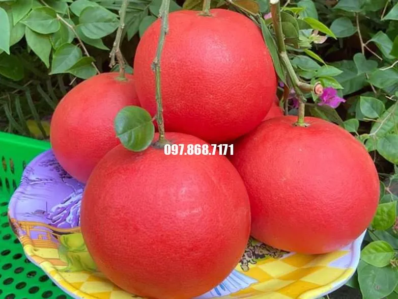 Sản phẩm buoi do tien vua — Trang Trại SX Cây Giống Xuân Khương — MST 0101925731