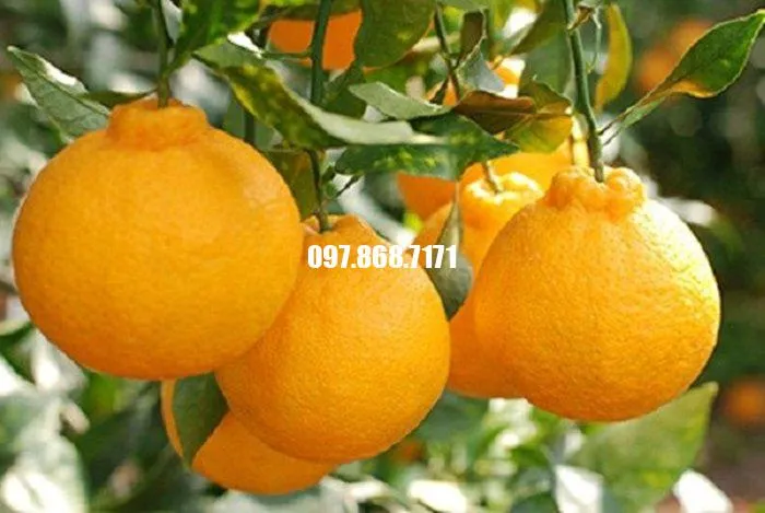 Sản phẩm cam dekopon 4 — Trang Trại SX Cây Giống Xuân Khương — MST 0101925731
